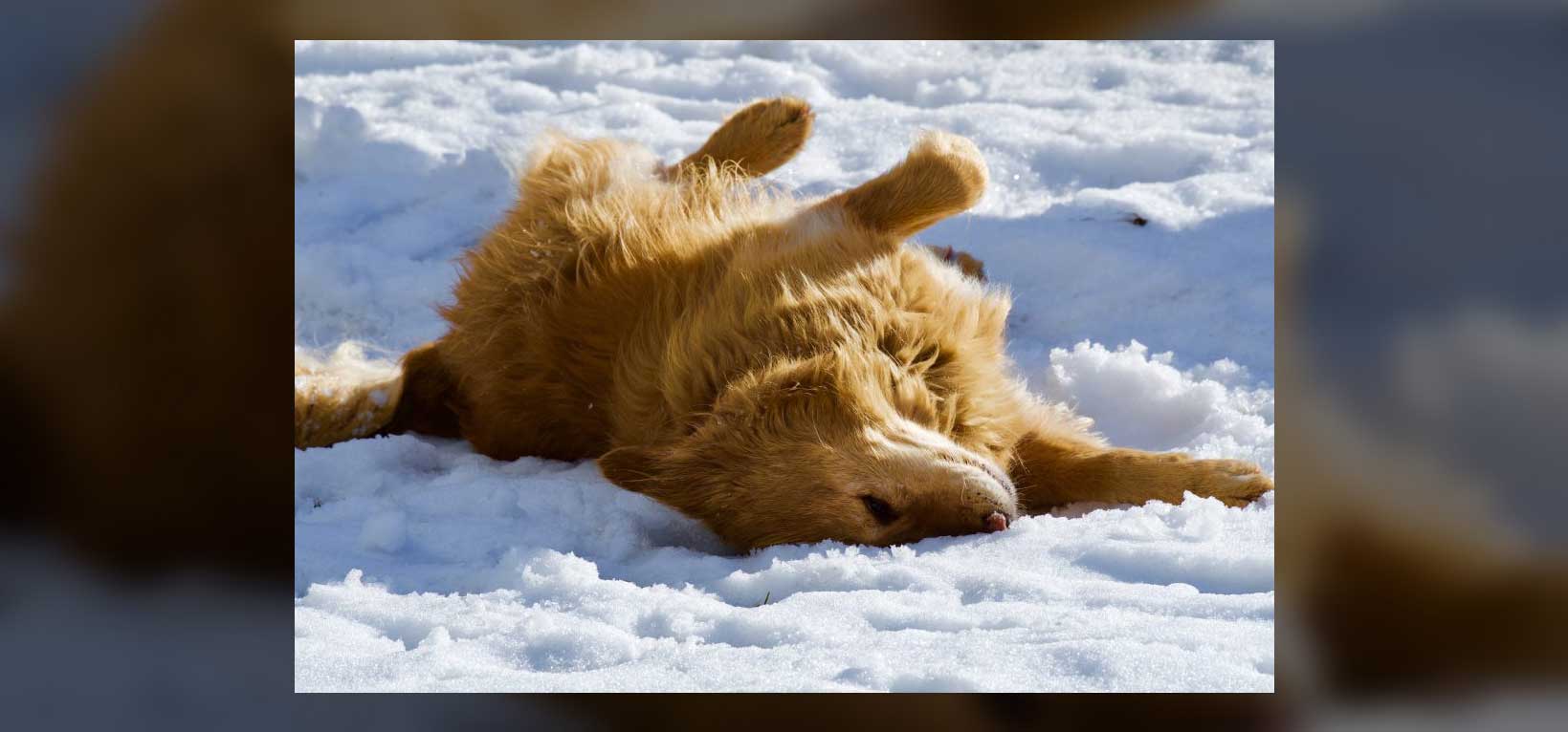 A dog rolling in the snow